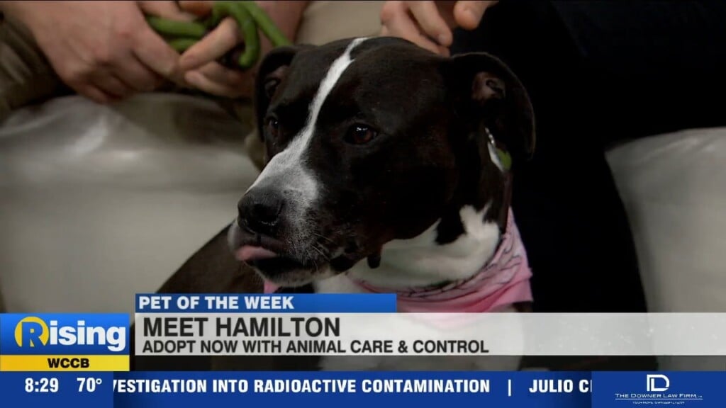 Pet Of The Week: Meet Hamilton!