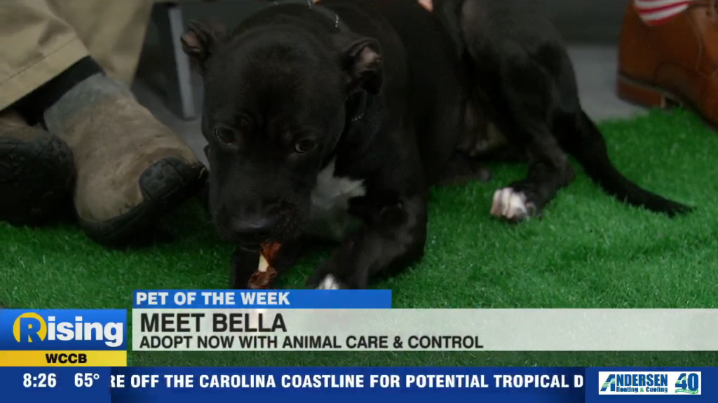 Pet Of The Week: Meet Bella!