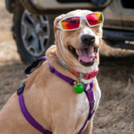 Dog Days Of Summer