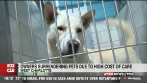 Owners Surrendering Pets Due To High Cost Of Care