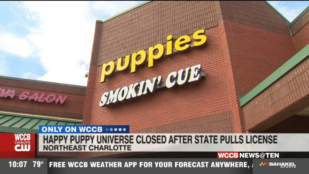 Ne Charlotte Puppy Pet Shop Closes After 11 Puppies Die In Two Months