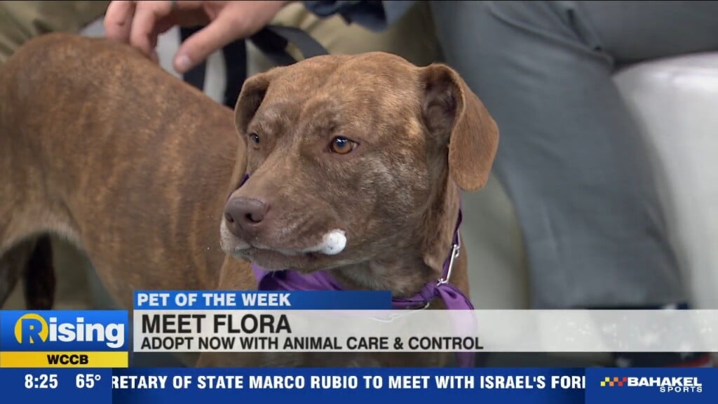 Pet Of The Week: Meet Flora!