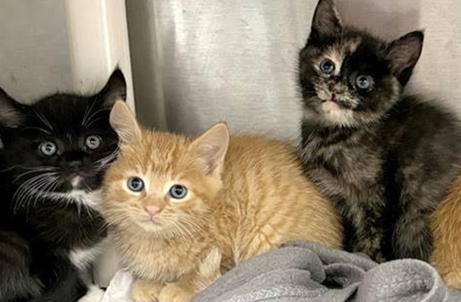Kittens