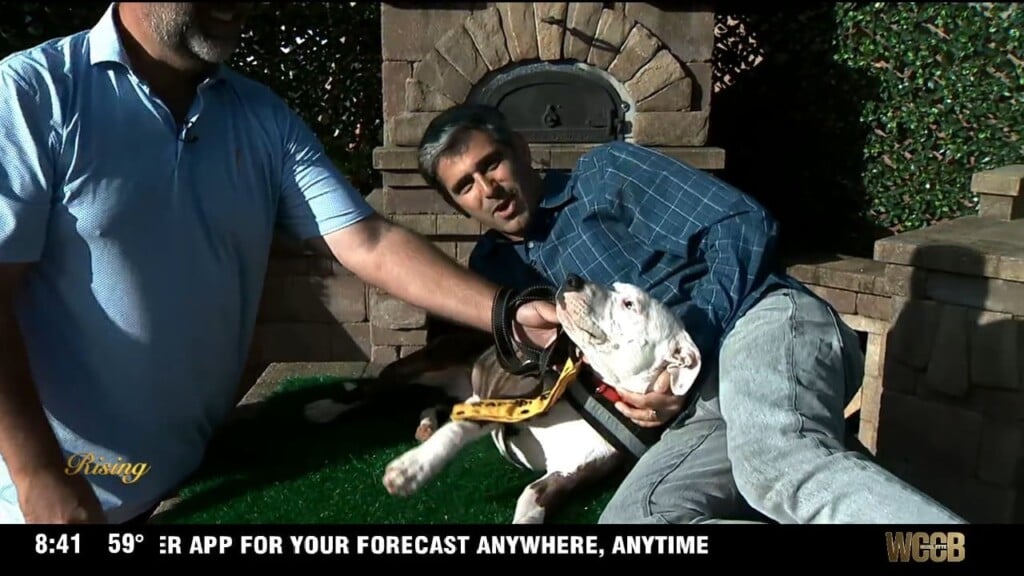 Pet Of The Week: Meet Doug