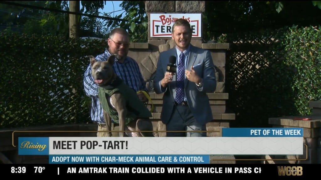Pet Of The Week: Meet Pop Tart!