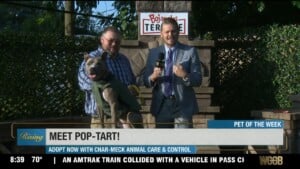 Pet Of The Week: Meet Pop Tart!
