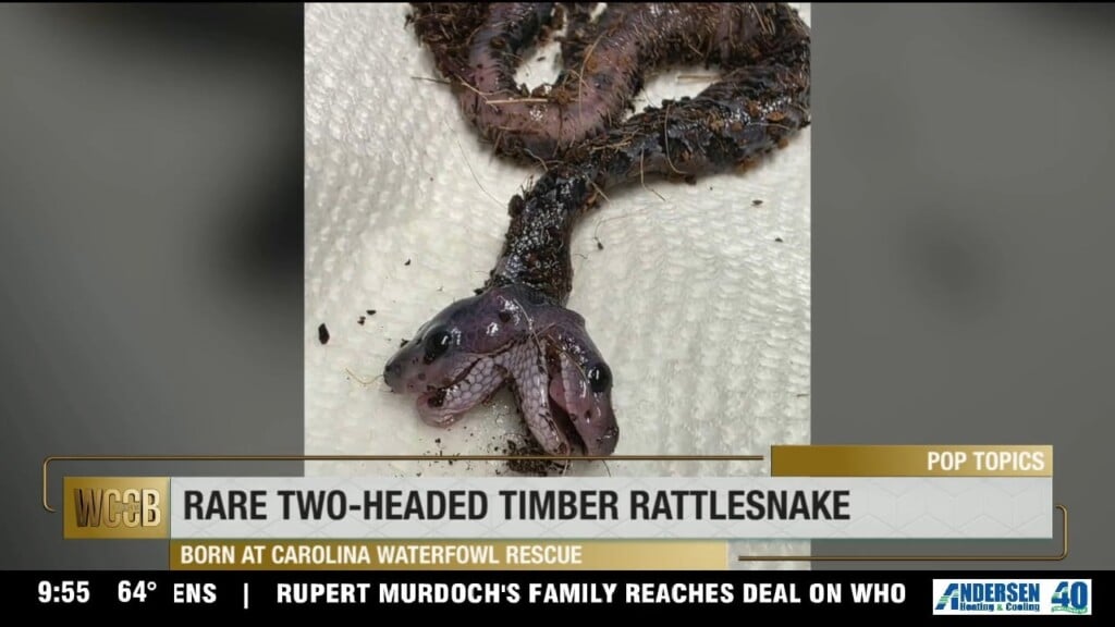 Rare Two Headed Snake Born At Carolina Waterfowl Rescue