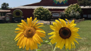 Sunflower Season Fun On The Farm Sat Sep 13 2025 10 00am 7 00pm