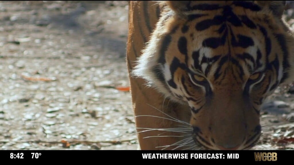 Carolina Insight: Greensboro Science Center