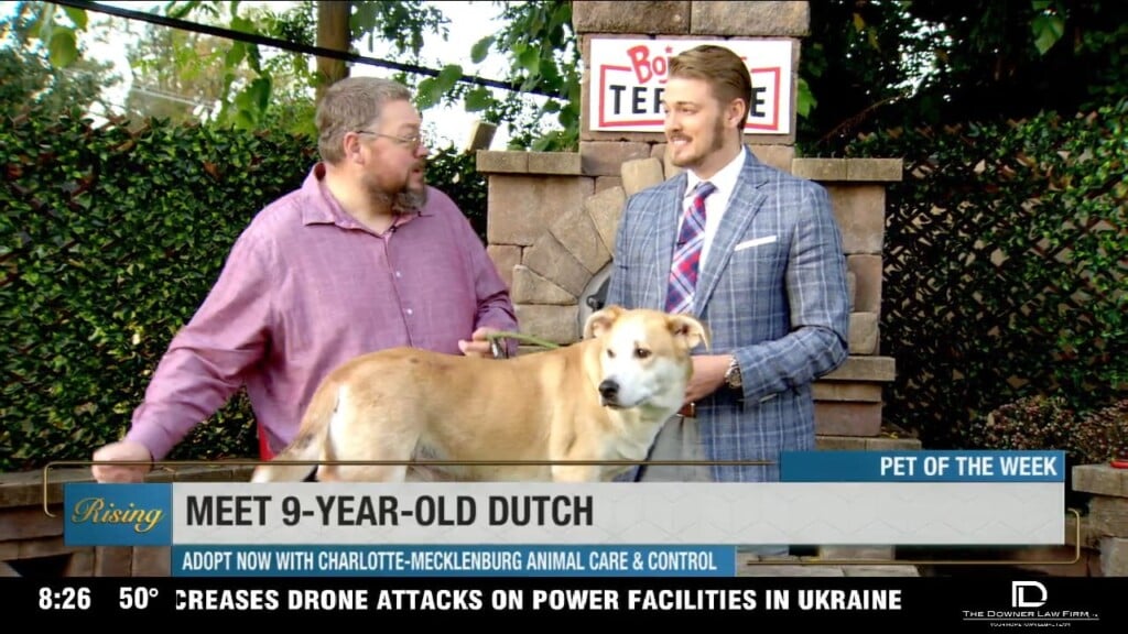 Pet Of The Week: Meet Dutch!