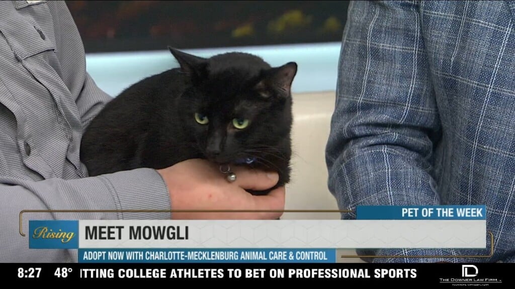 Pet Of The Week: Meet Mowgli!