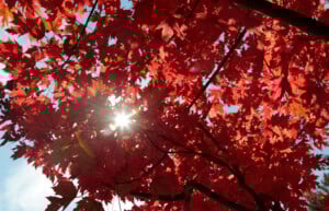 Fall Foliage