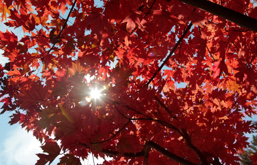 Fall Foliage