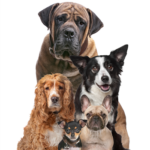 Rural Hill Sheepdog Trials And Dog Festival