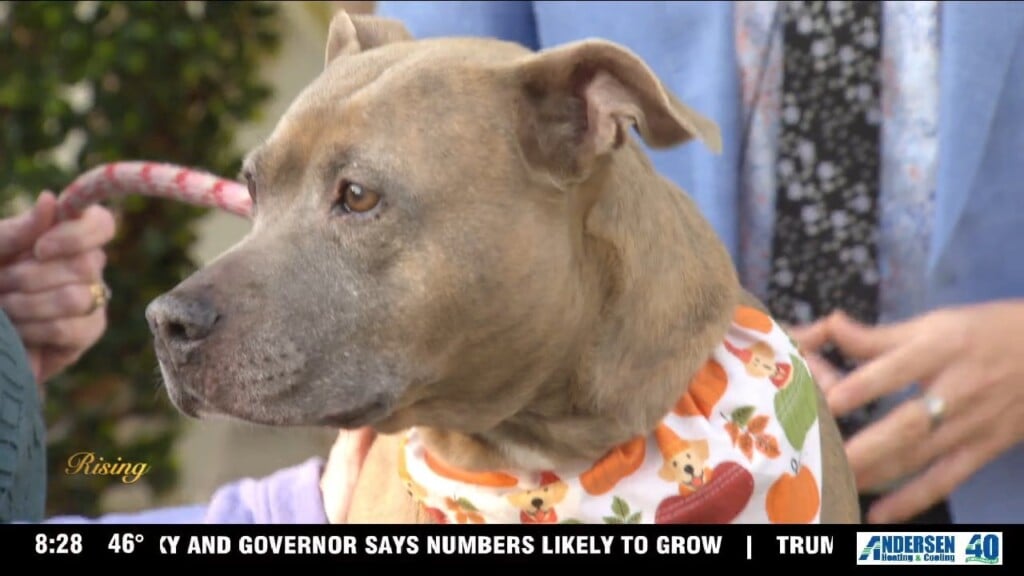 Pet Of The Week: Meet Alli!