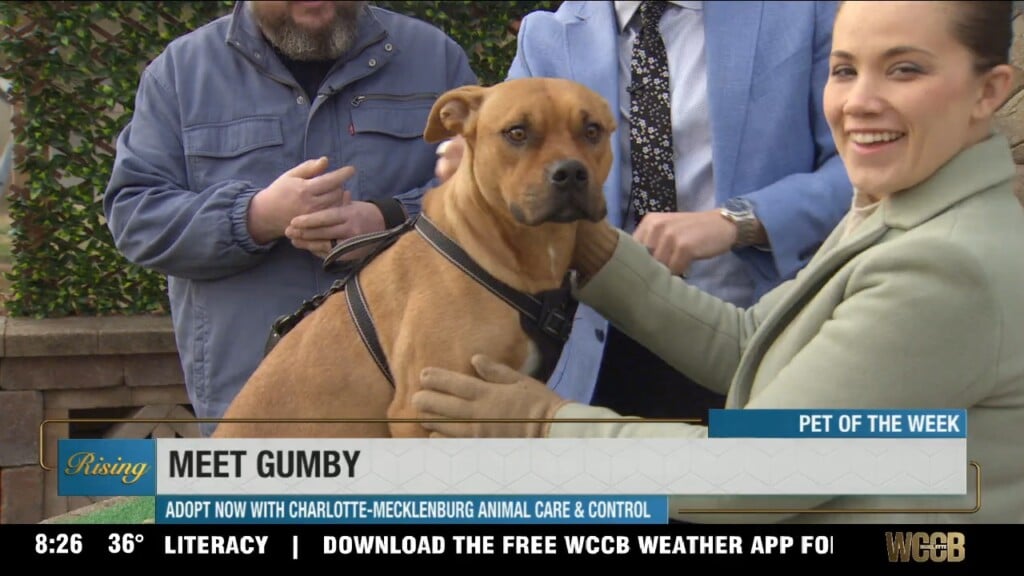 Pet Of The Week: Meet Gumby!
