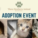 Kitten Cuddles For A Cause