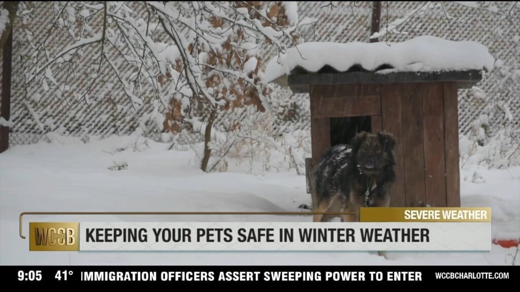 Pets And Wx