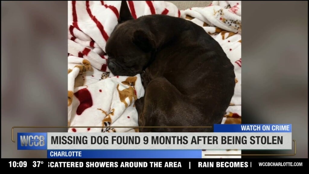 Stolen French Bulldog Found After 9 Months