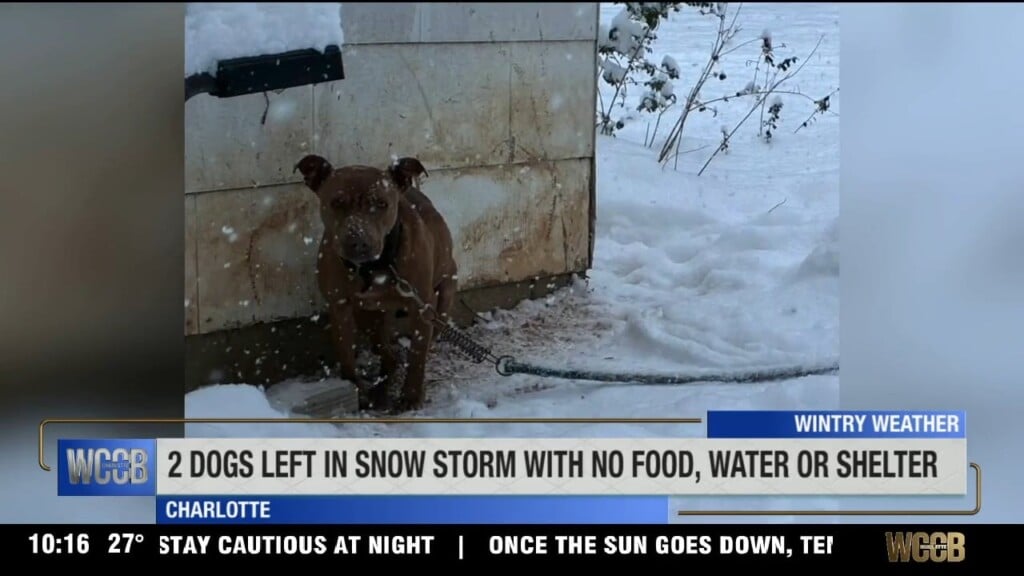 2 Dogs Left In Winter Storm With No Shelter