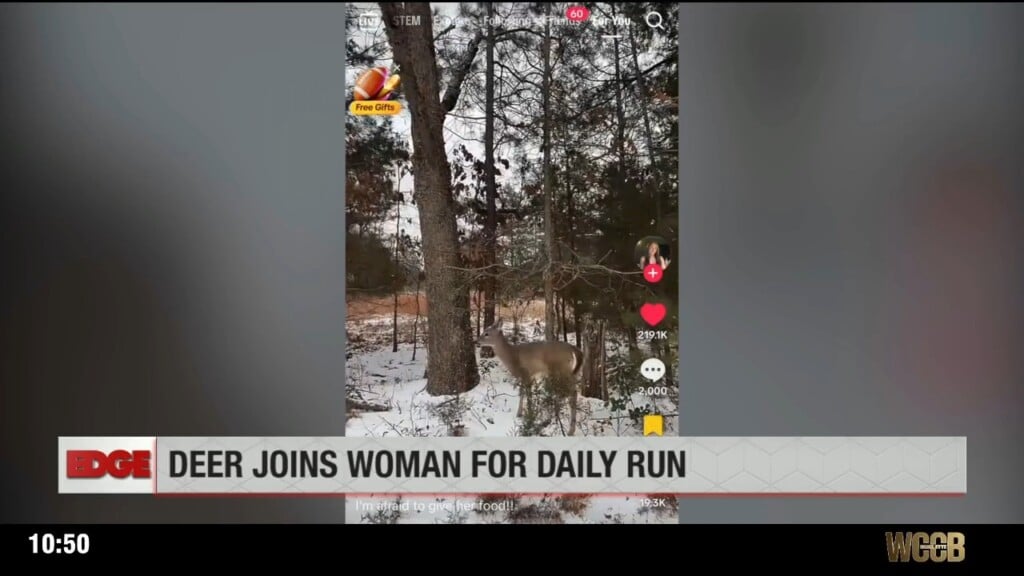Deer Joins Woman For Daily Run
