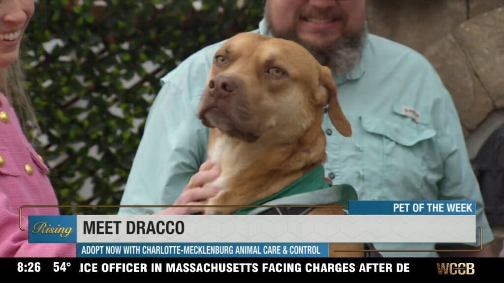 Pet Of The Week: Meet Dracco!