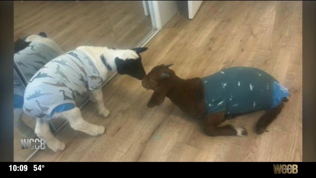 Goat, Sheep Shot And Killed