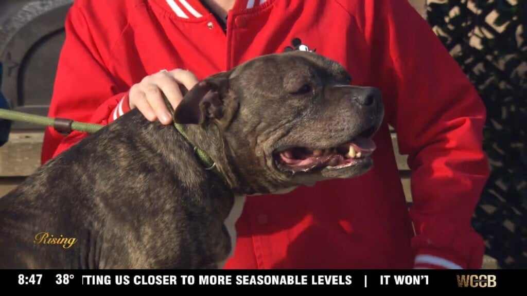 Pet Of The Week: Gus