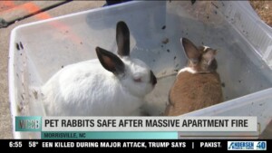 Pet Rabbits Safe After Massive Apartment Fire In Morrisville