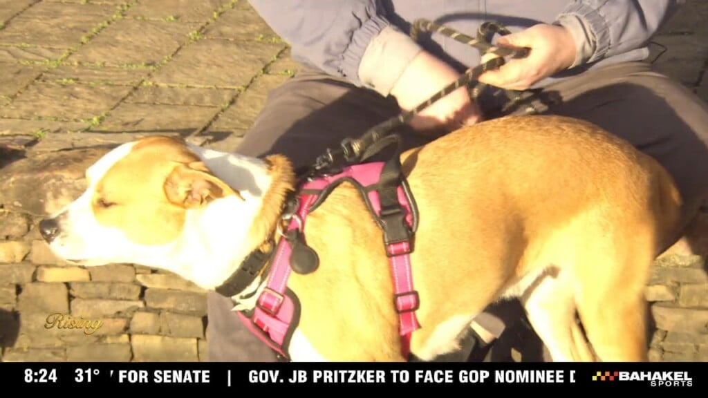 Pet Of The Week: Shy