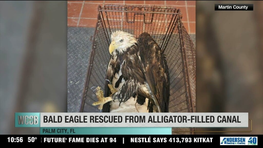 Bald Eagle Rescued From Alligator Filled Canal