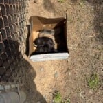 Abandoned Puppies Pic 8