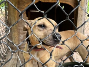 Closeup Tandog