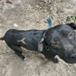Mediumshot Blackdog