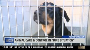 Animal Care & Control In ‘dire Situation’