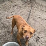 Mediumshot Gingerdog