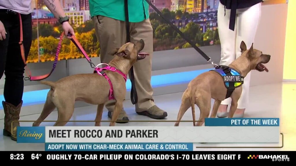 Pet Of The Week: Meet Rocco & Parker