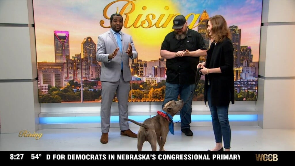 Pet Of The Week: Meet Ark