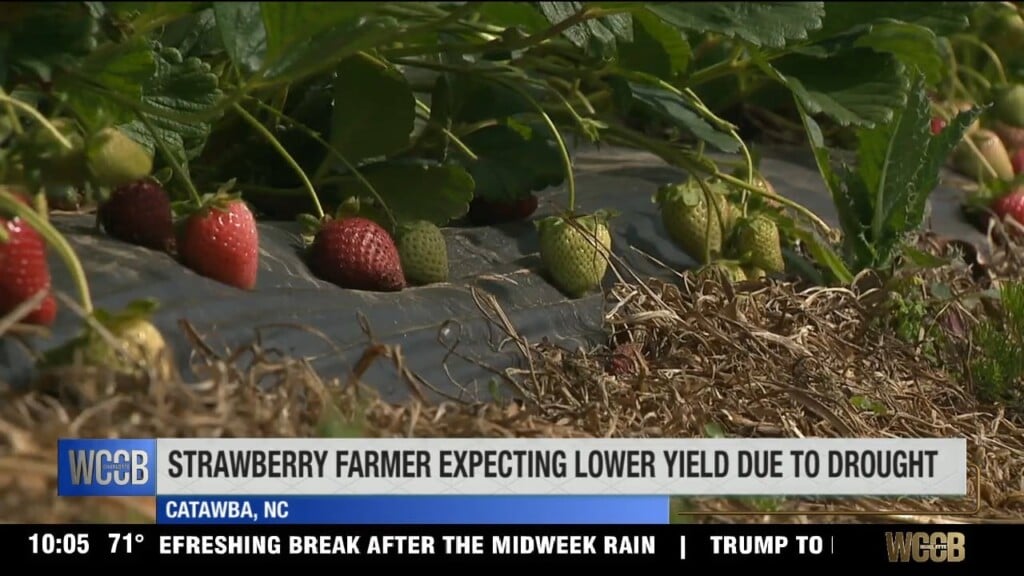Strawberry Farmers Expecting Lower Crop Yield Because Of Extreme Drought