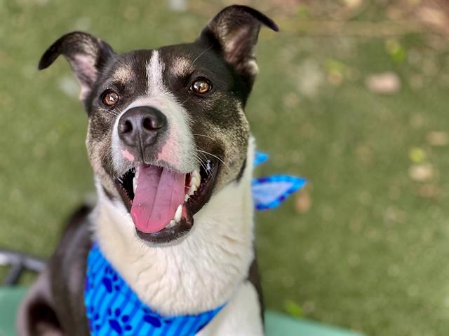 Pet Of The Week: Meet Blue!