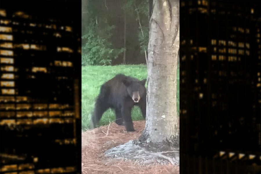 Black Bear North Charlotte Neighborhood