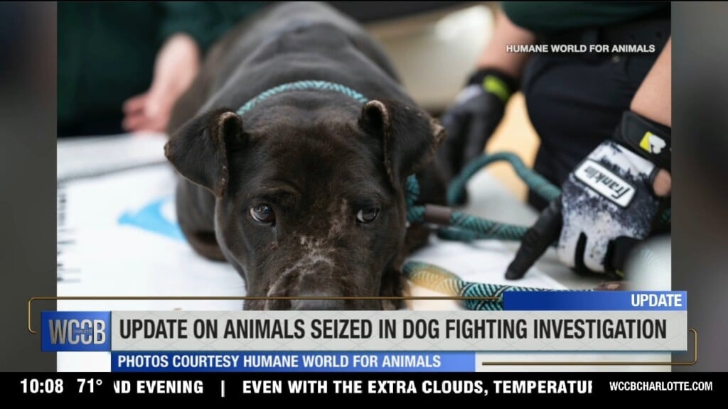 Update On Animals Seized In Dog Fighting Investigation