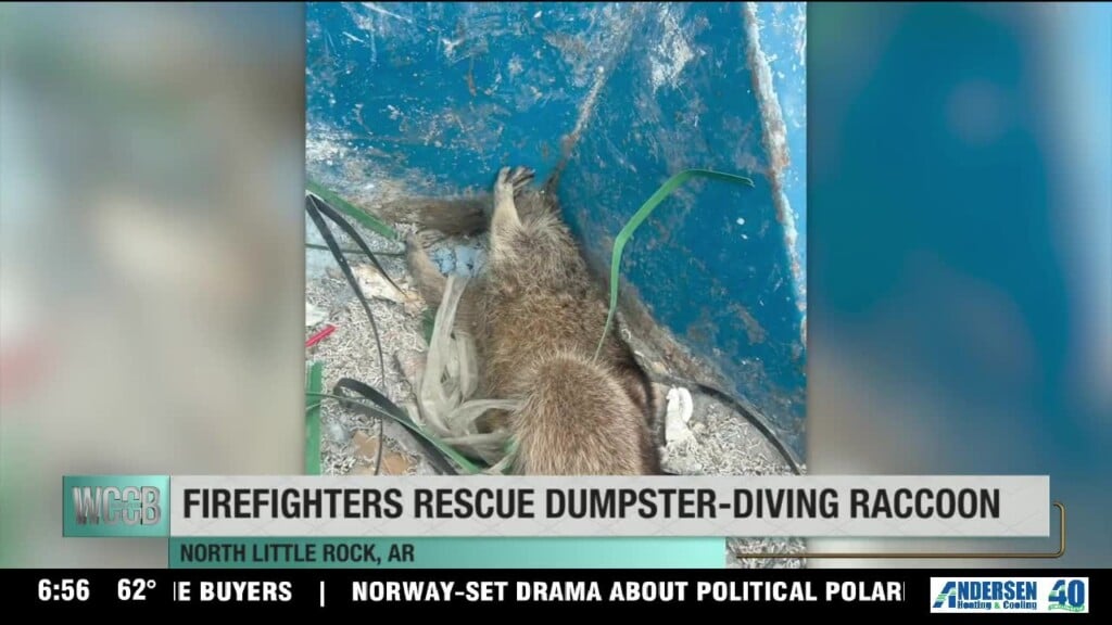 Firefighters Rescue Dumpster Diving Raccoon