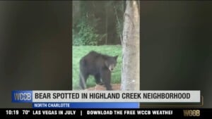 Bear Spotted In Highland Creek Neighborhood