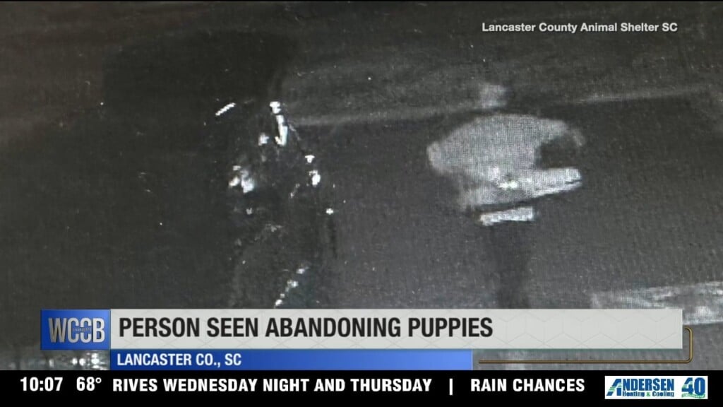 Search For Person Seen Abandoning Puppies