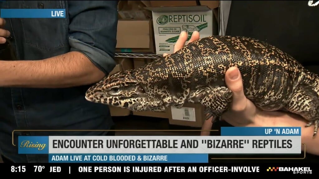 Up 'n Adam: Cold Blooded And Bizarre