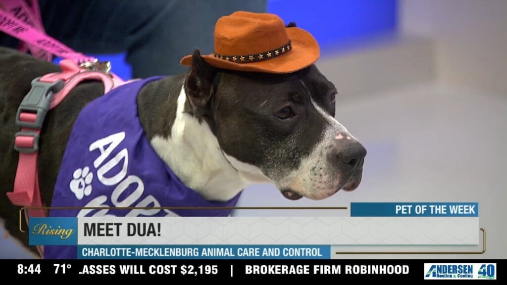 Pet Of The Week: Meet Dua Le Paw