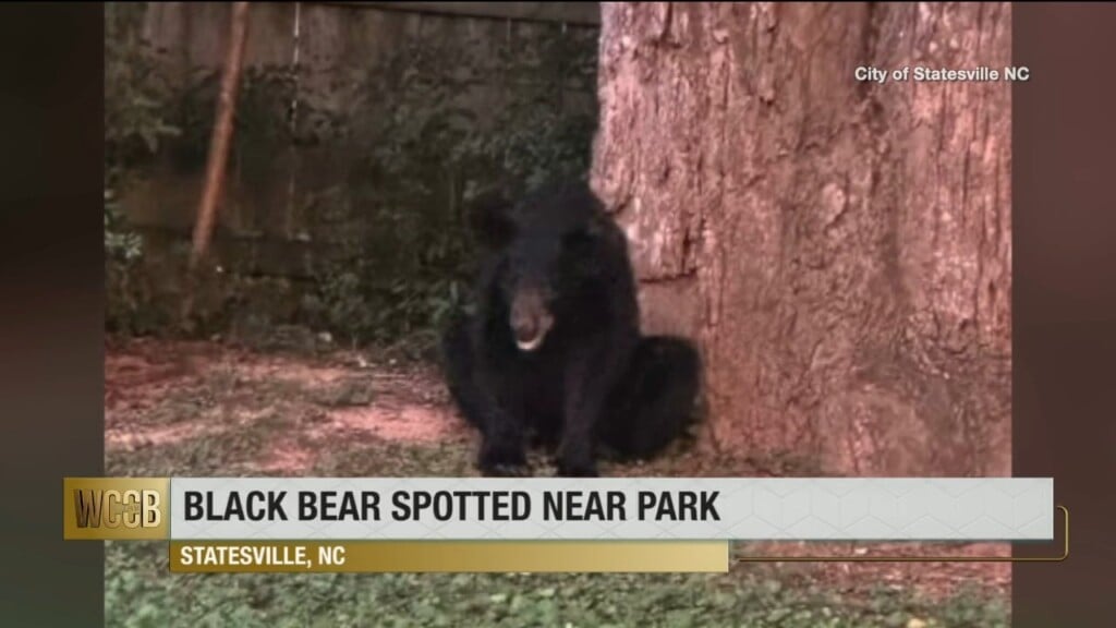 Black Bear Spotted Near Local Park