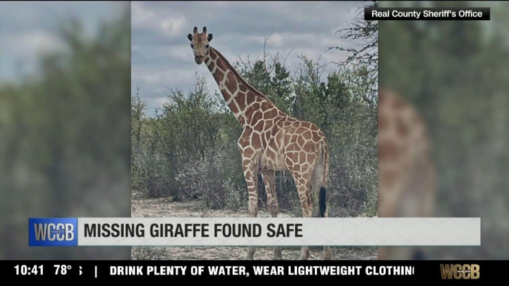 Missing Giraffe Found Safe
