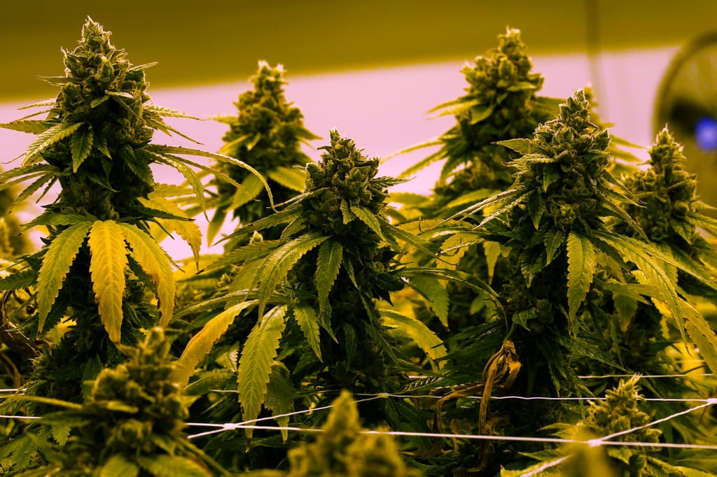 Marijuana Virginia What To Know